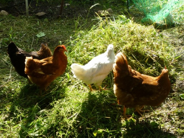 Unsere Hühner im Garten